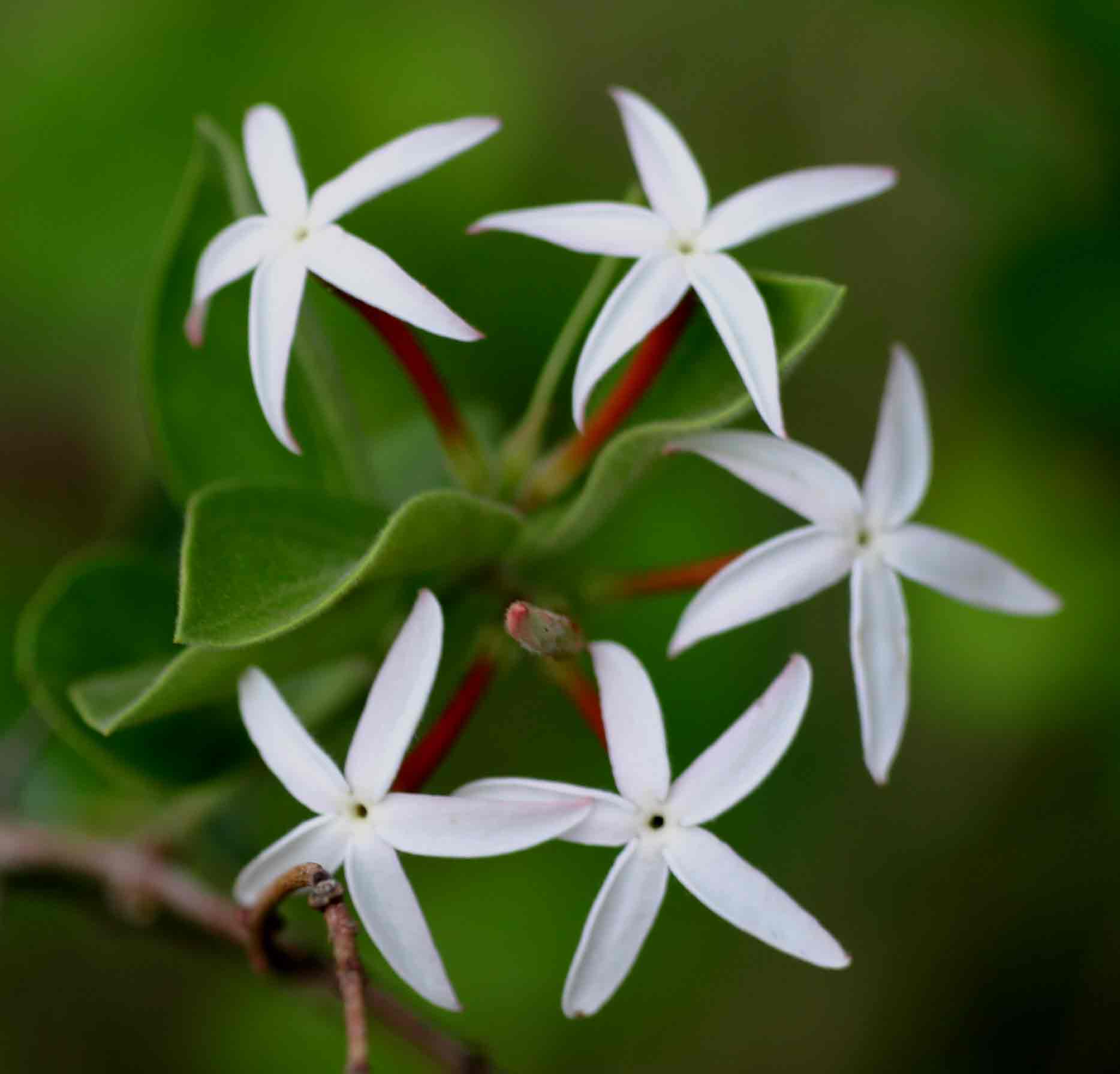 Carissa spinarum Carissa spinarum