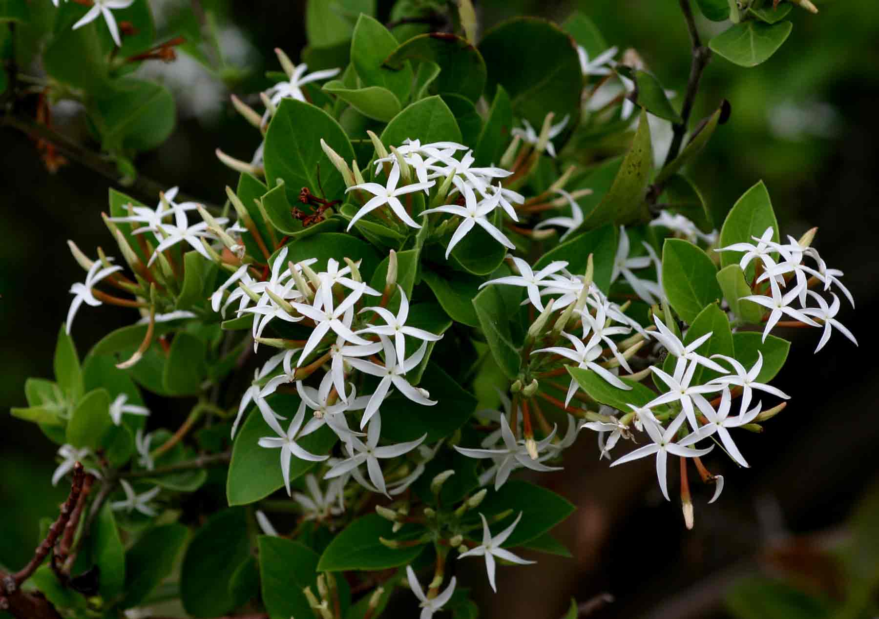 Carissa spinarum Carissa spinarum