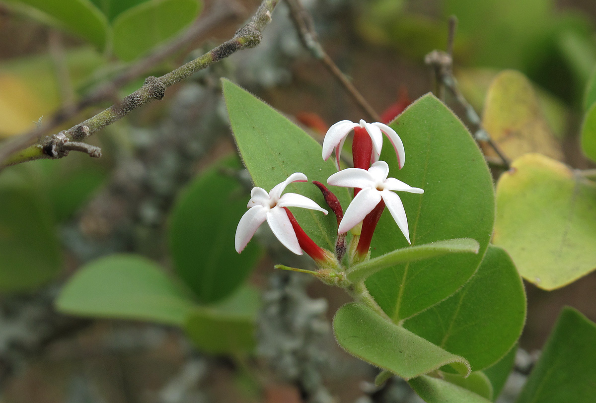 Carissa spinarum Carissa spinarum