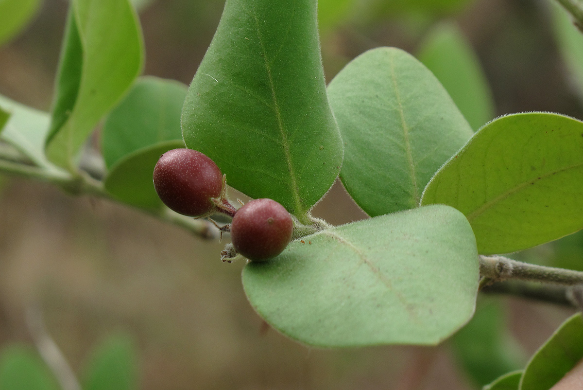 Carissa spinarum Carissa spinarum