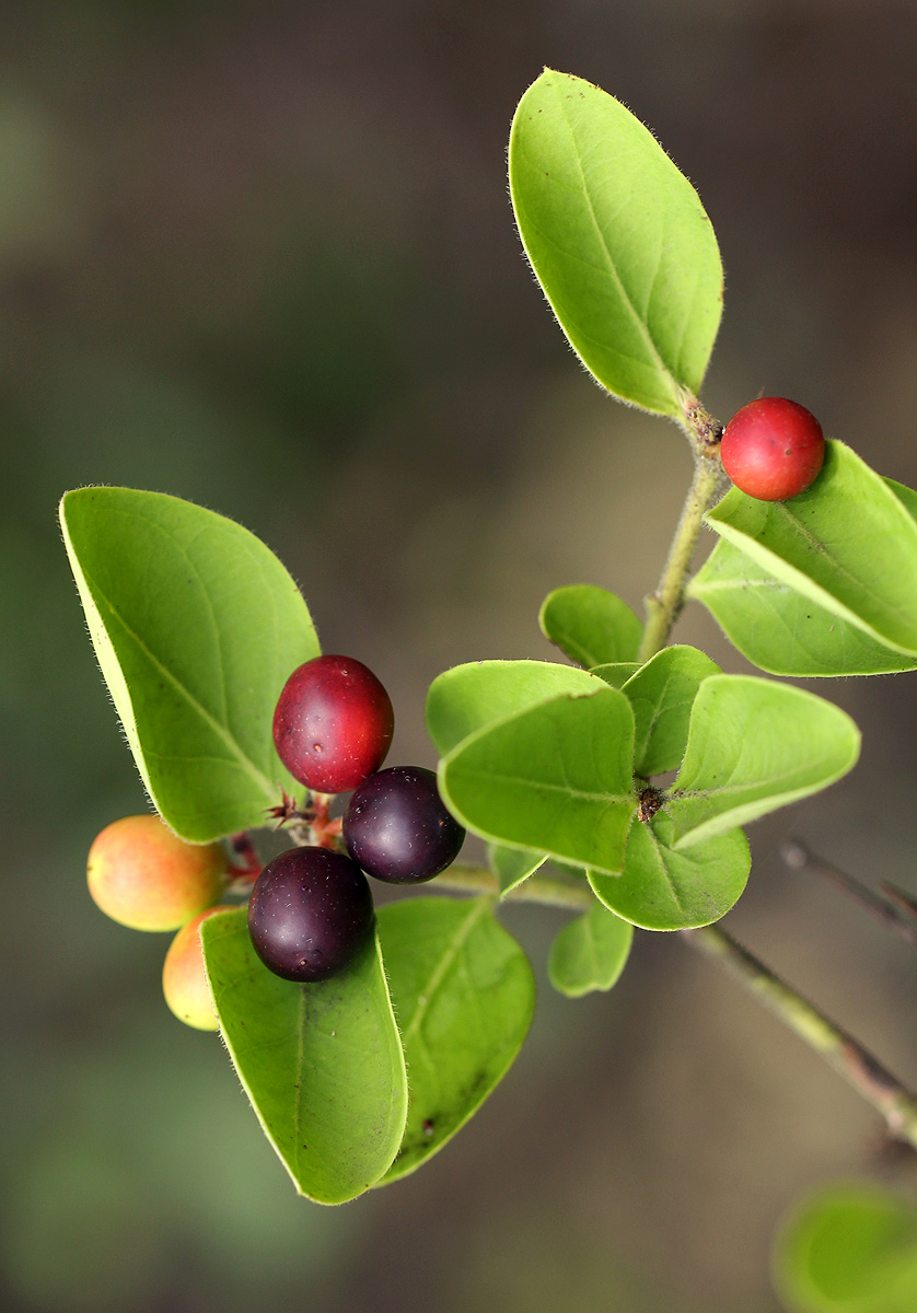 Carissa spinarum Carissa spinarum