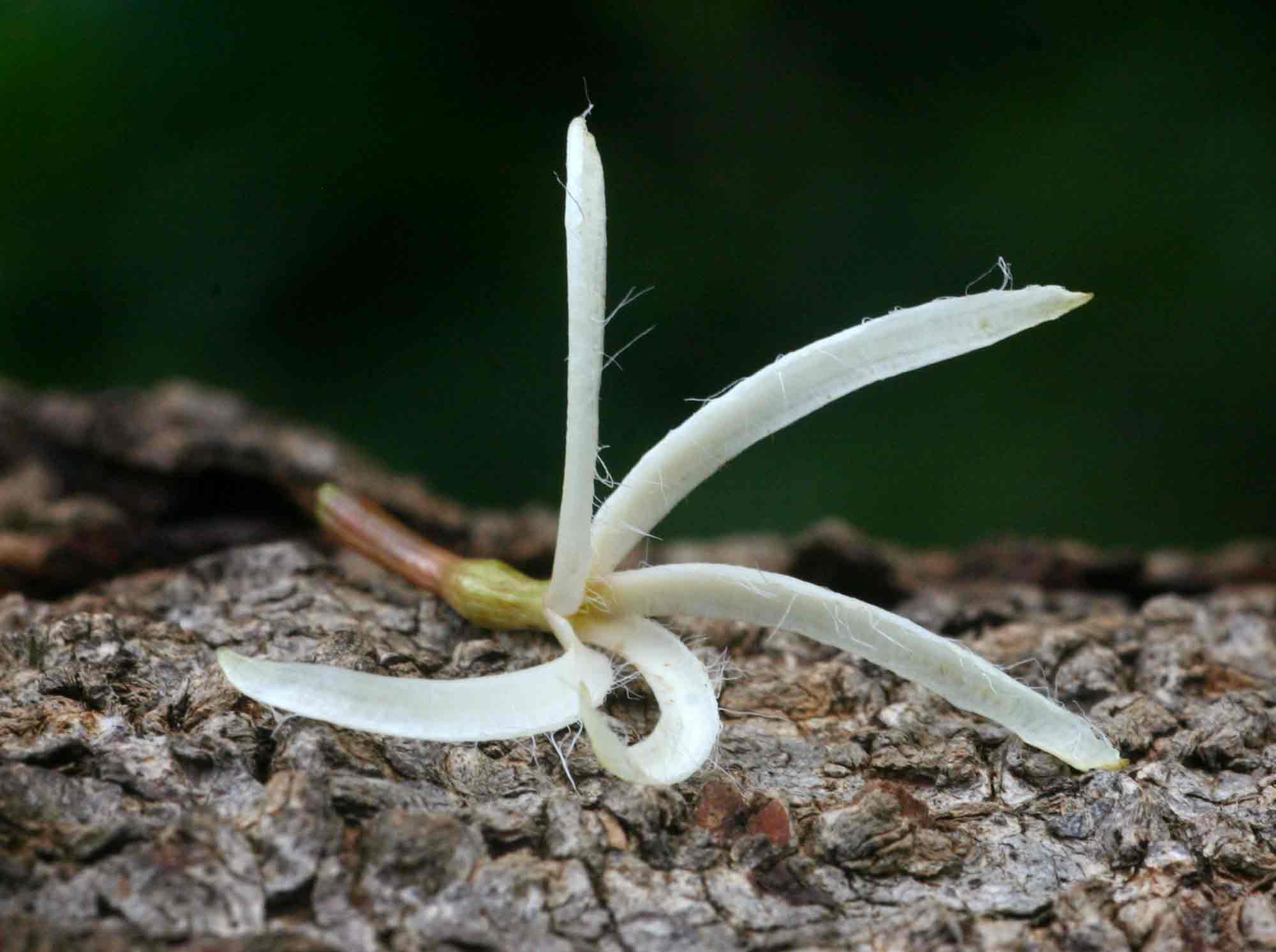 Dictyophleba lucida Dictyophleba lucida