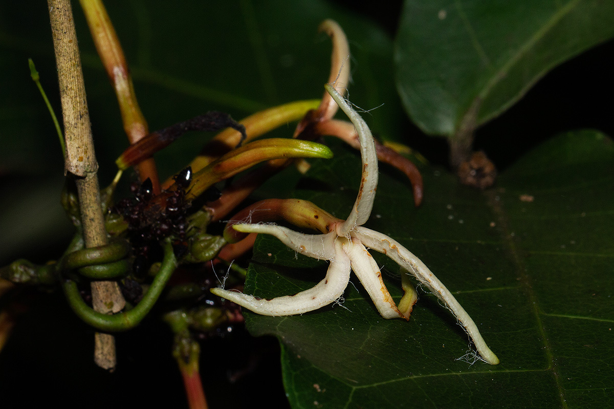 Dictyophleba lucida Dictyophleba lucida