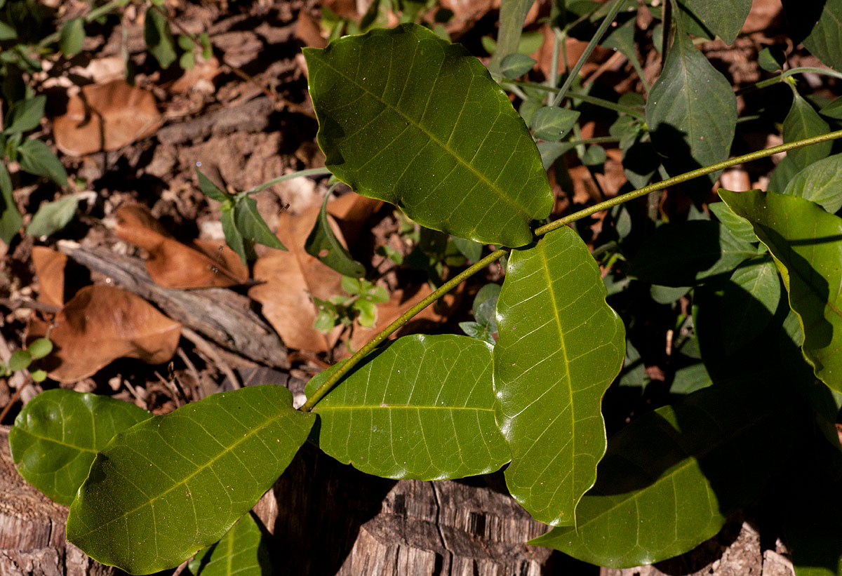 Dictyophleba lucida Dictyophleba lucida