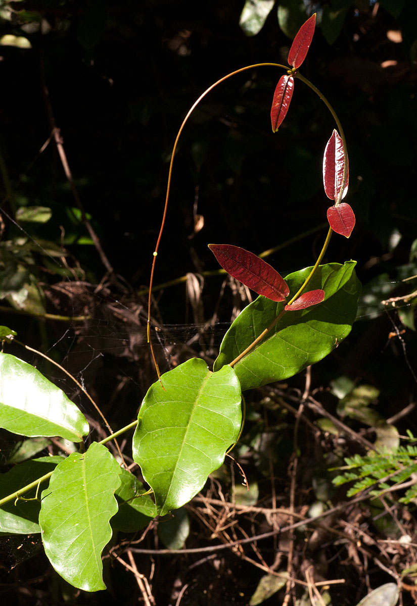 Dictyophleba lucida Dictyophleba lucida