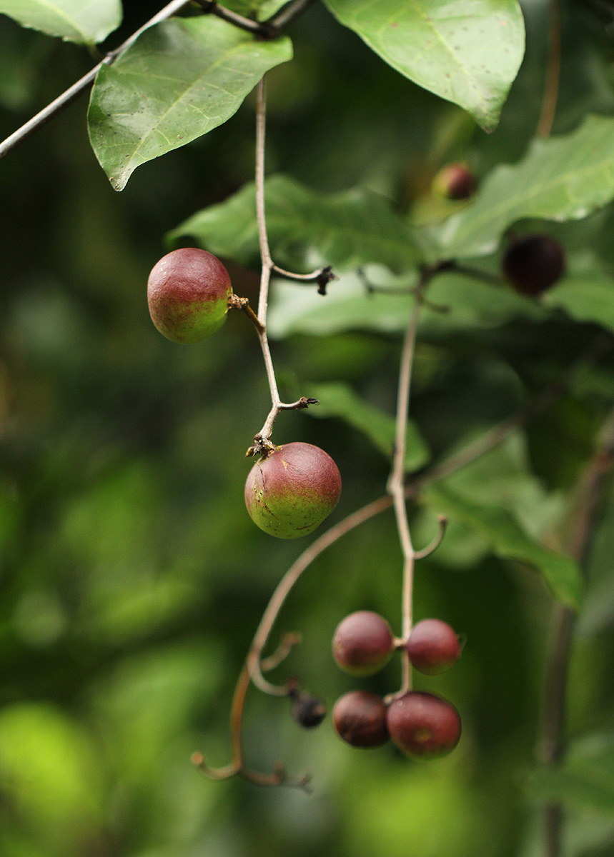 Dictyophleba lucida Dictyophleba lucida
