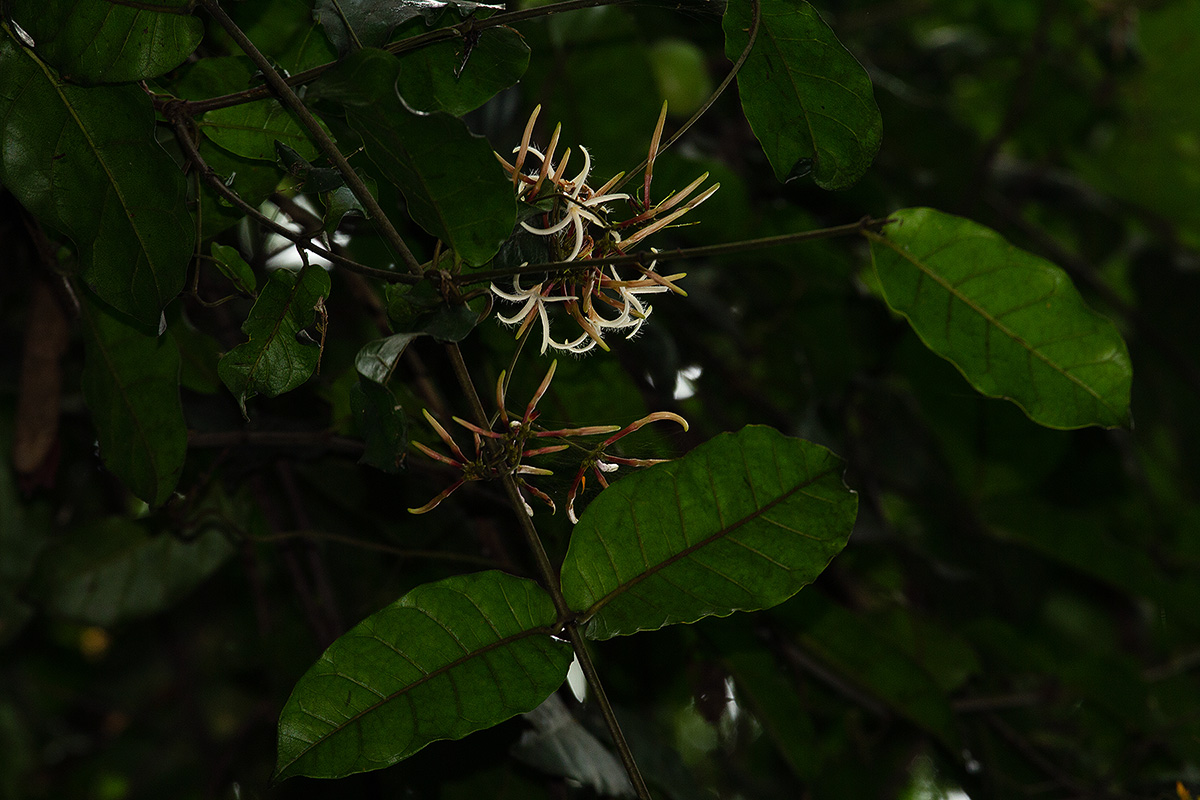 Dictyophleba lucida Dictyophleba lucida