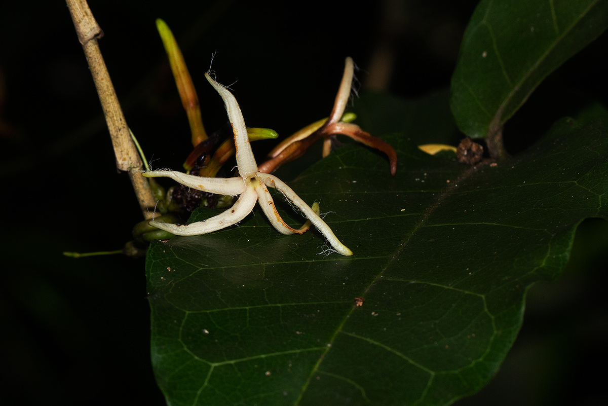 Dictyophleba lucida Dictyophleba lucida