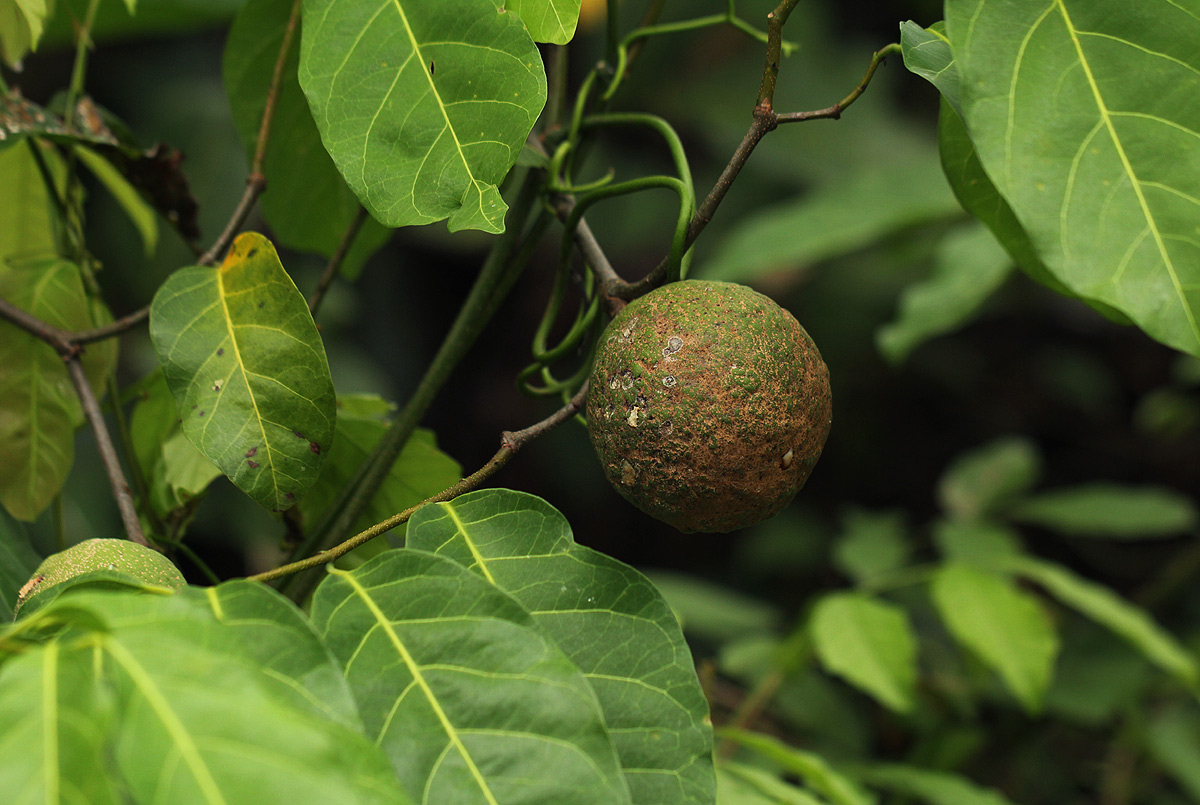 Saba comorensis Saba comorensis