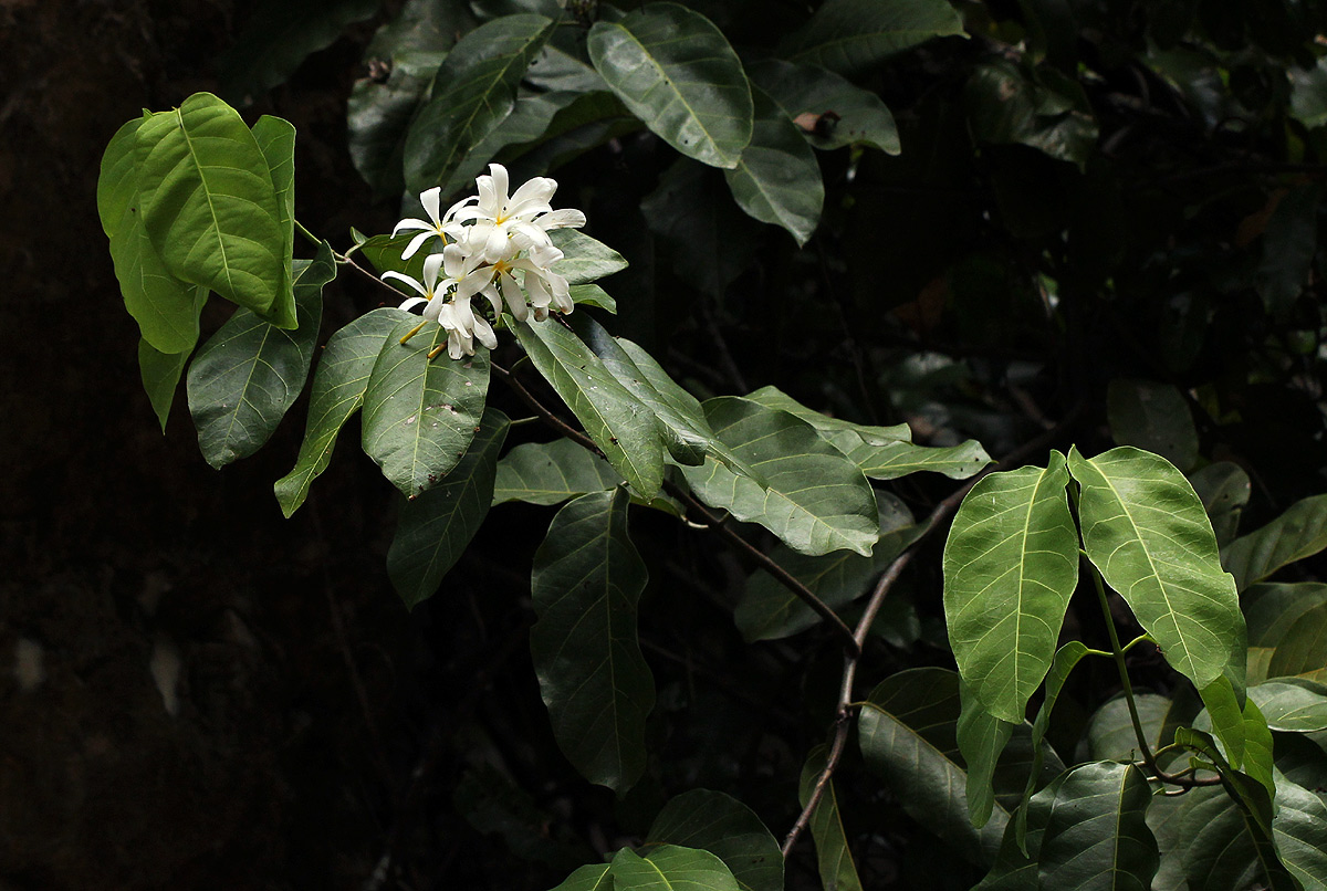 Saba comorensis Saba comorensis