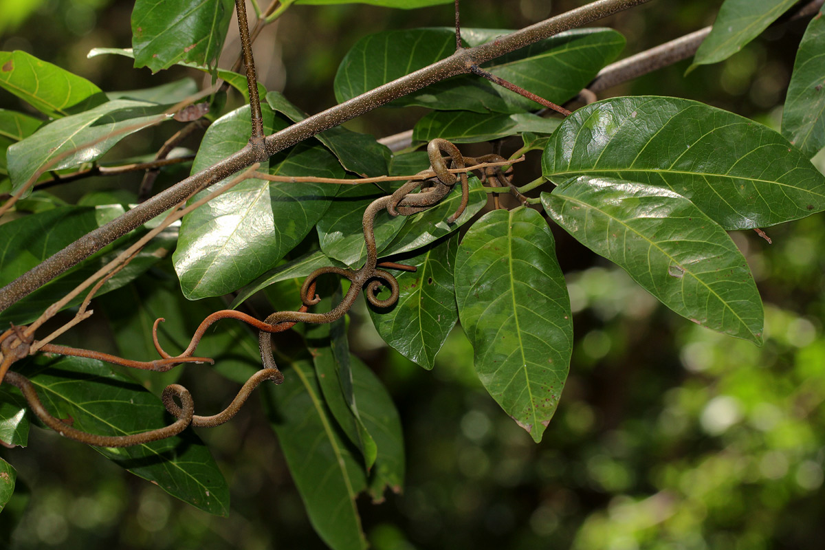 Saba comorensis Saba comorensis