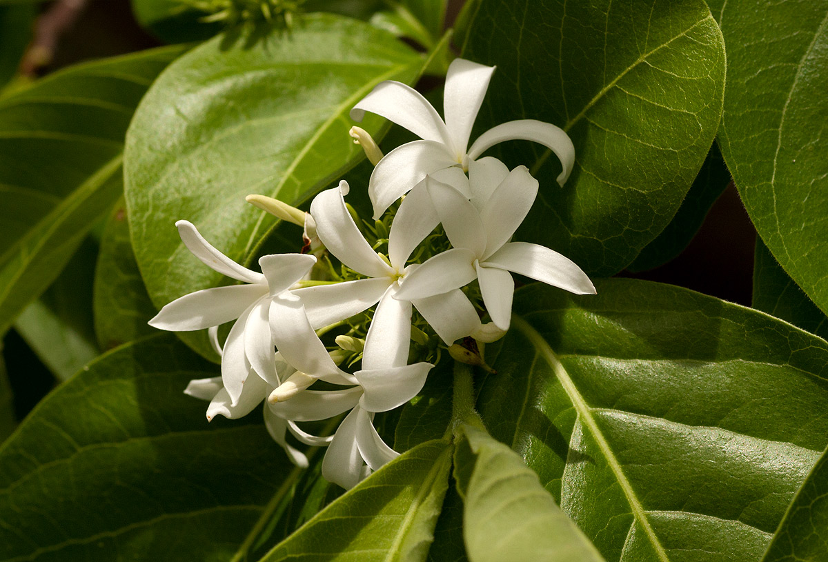 Holarrhena pubescens Holarrhena pubescens