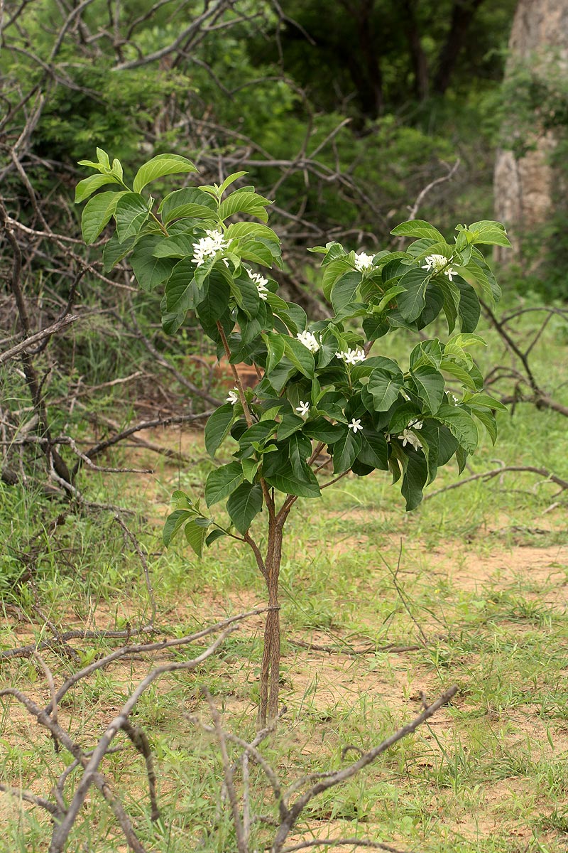 Holarrhena pubescens Holarrhena pubescens