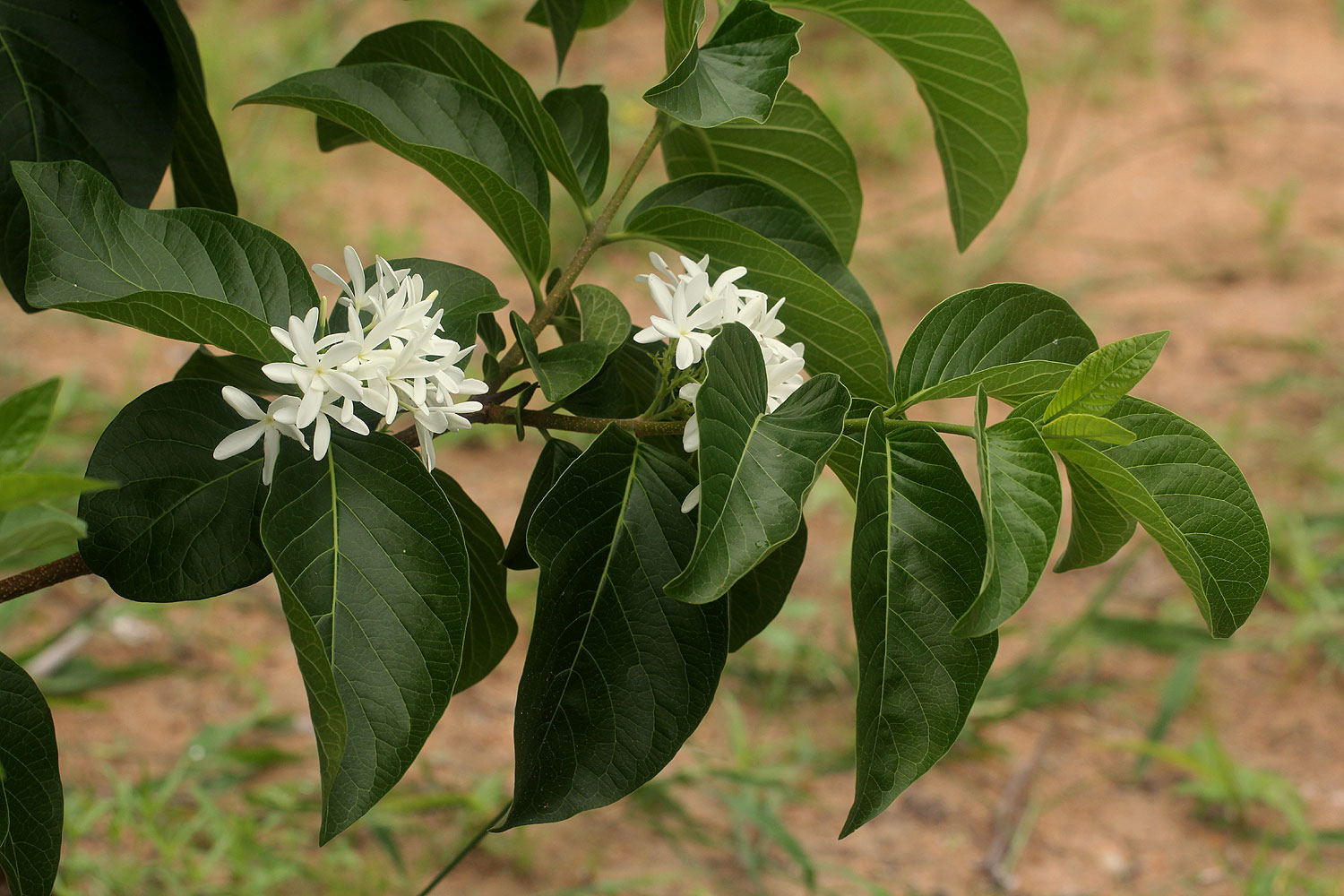 Holarrhena pubescens Holarrhena pubescens