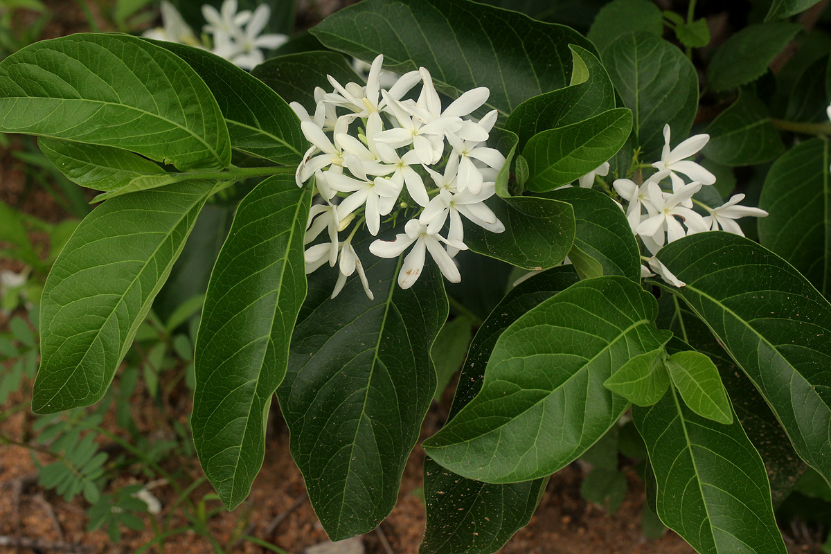 Holarrhena pubescens Holarrhena pubescens