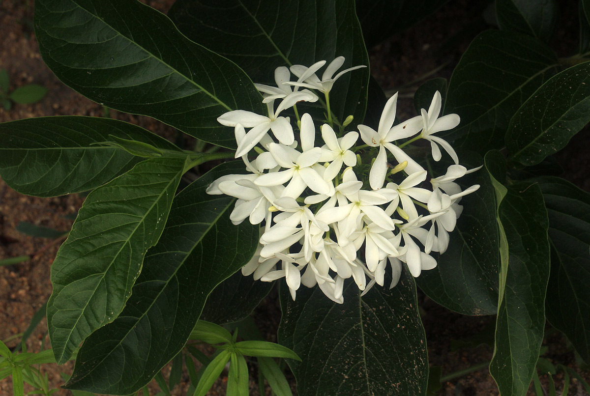 Holarrhena pubescens Holarrhena pubescens