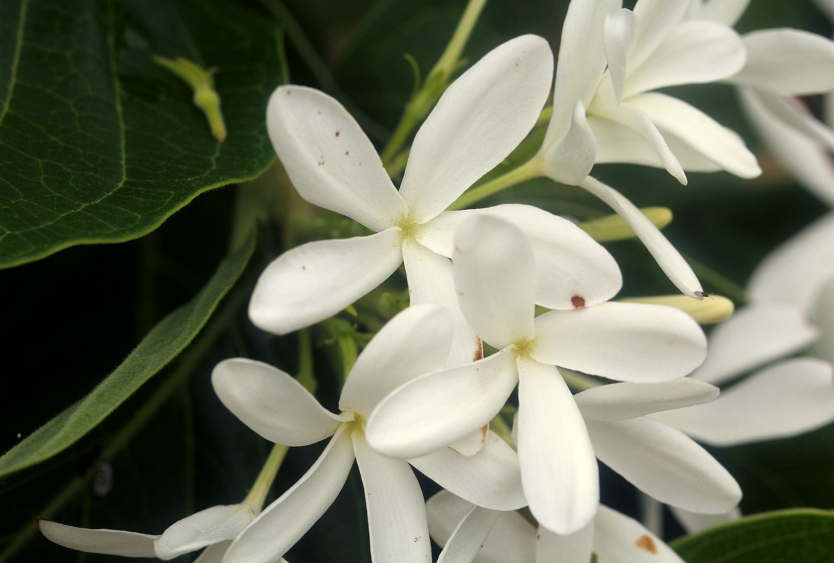 Holarrhena pubescens Holarrhena pubescens