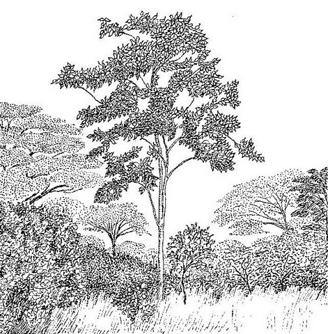 Holarrhena pubescens Holarrhena pubescens