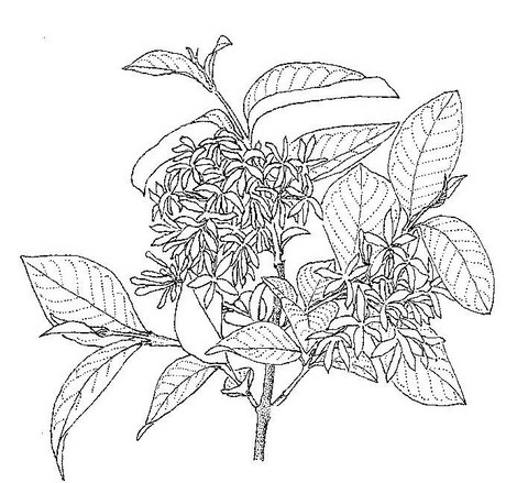 Holarrhena pubescens Holarrhena pubescens