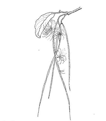 Holarrhena pubescens Holarrhena pubescens