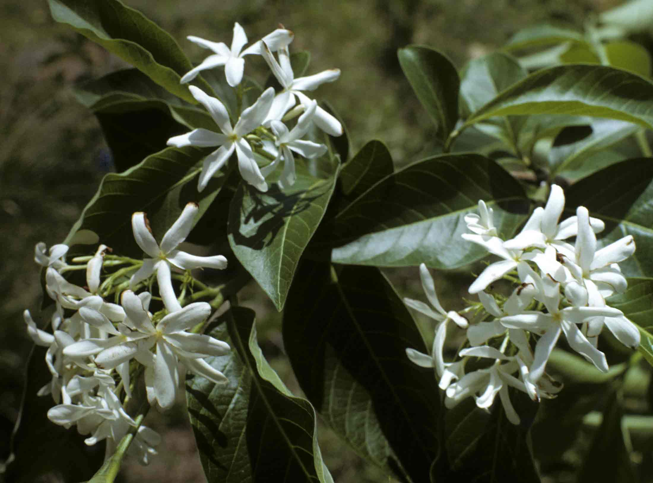 Holarrhena pubescens Holarrhena pubescens