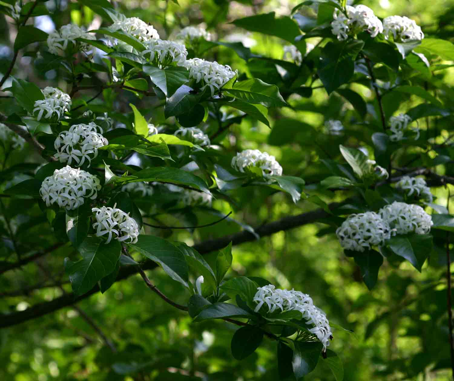 Holarrhena pubescens Holarrhena pubescens