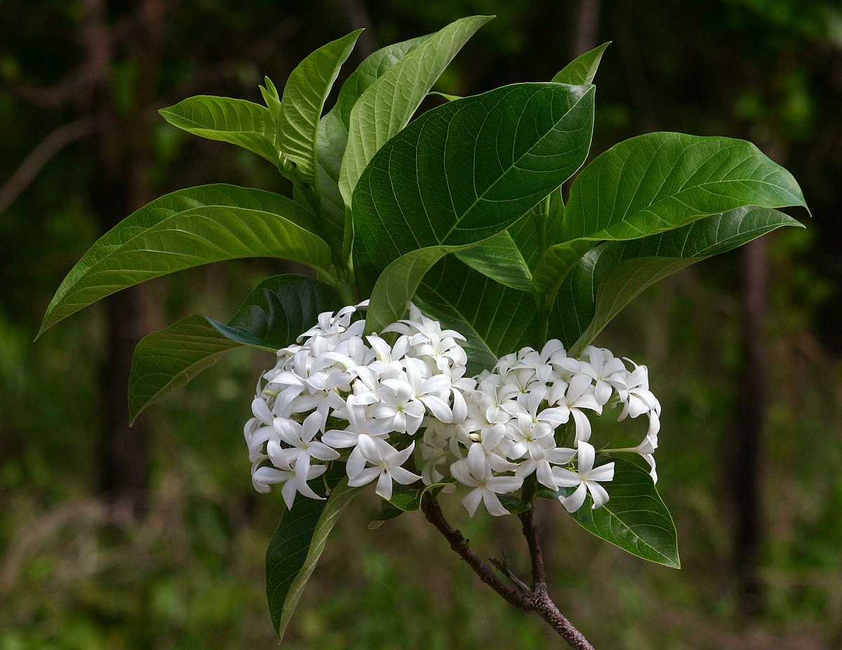 Holarrhena pubescens Holarrhena pubescens