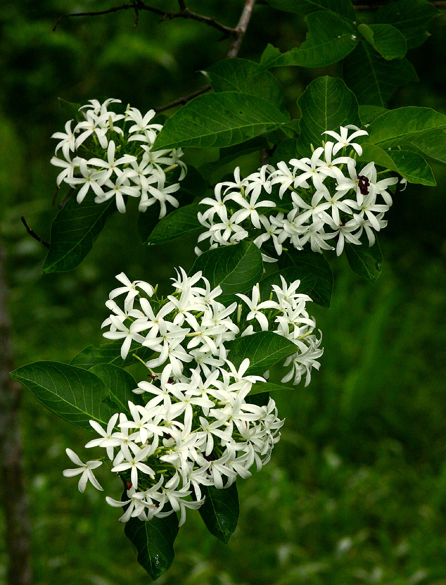 Holarrhena pubescens Holarrhena pubescens