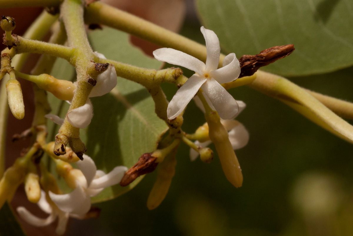 Diplorhynchus condylocarpon Diplorhynchus condylocarpon