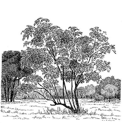 Diplorhynchus condylocarpon Diplorhynchus condylocarpon