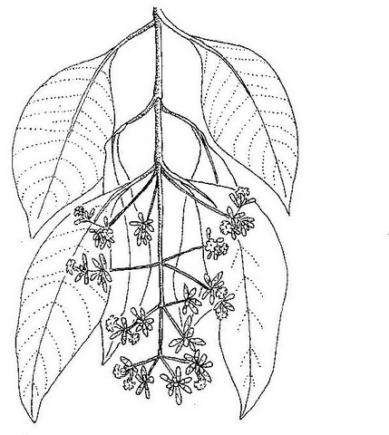 Diplorhynchus condylocarpon Diplorhynchus condylocarpon