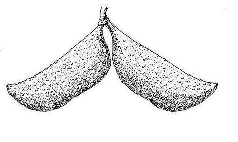 Diplorhynchus condylocarpon Diplorhynchus condylocarpon