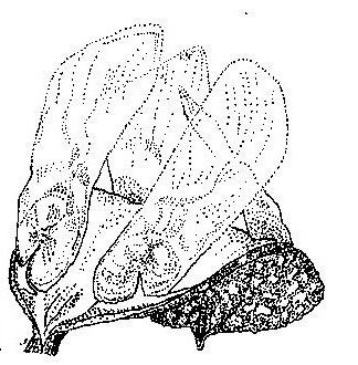 Diplorhynchus condylocarpon Diplorhynchus condylocarpon