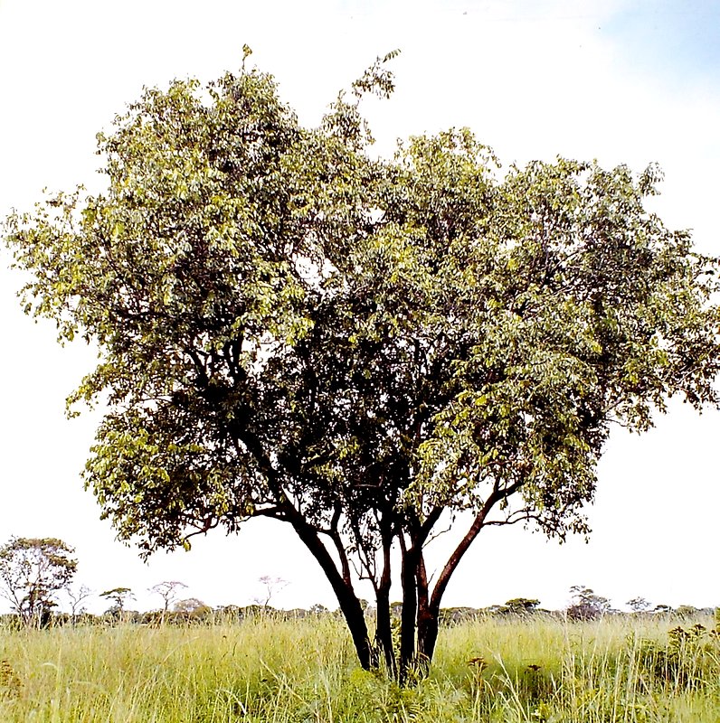Diplorhynchus condylocarpon Diplorhynchus condylocarpon