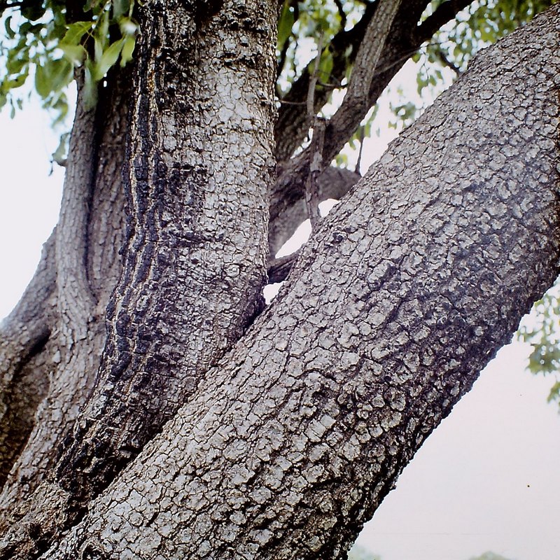 Diplorhynchus condylocarpon Diplorhynchus condylocarpon
