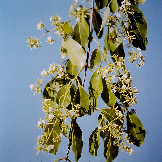 Diplorhynchus condylocarpon Diplorhynchus condylocarpon