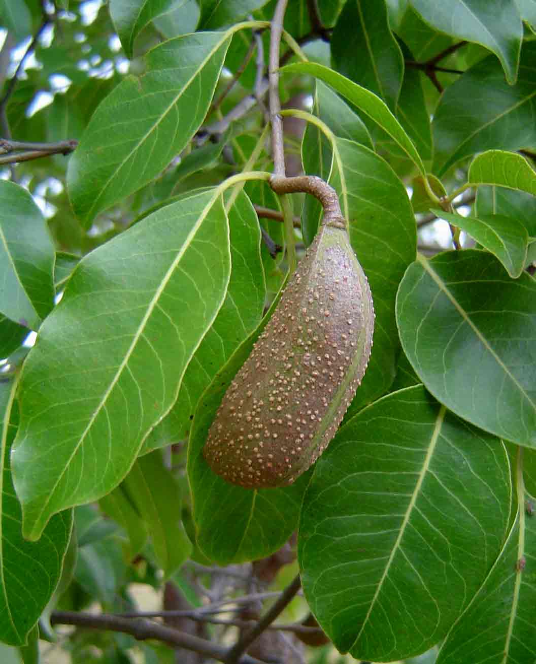 Diplorhynchus condylocarpon Diplorhynchus condylocarpon