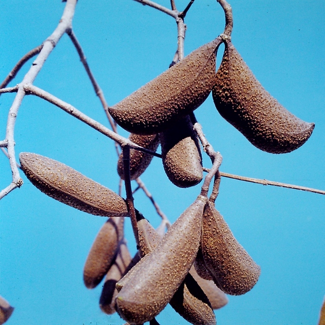 Diplorhynchus condylocarpon Diplorhynchus condylocarpon