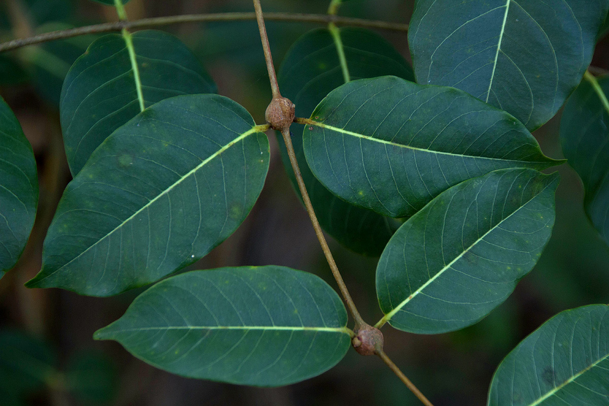 Diplorhynchus condylocarpon Diplorhynchus condylocarpon
