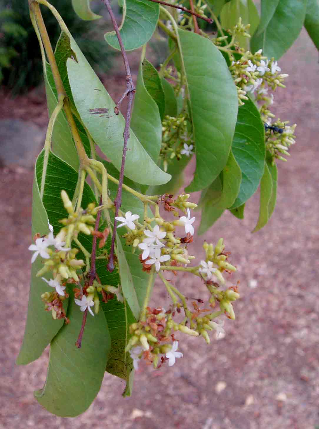 Diplorhynchus condylocarpon Diplorhynchus condylocarpon
