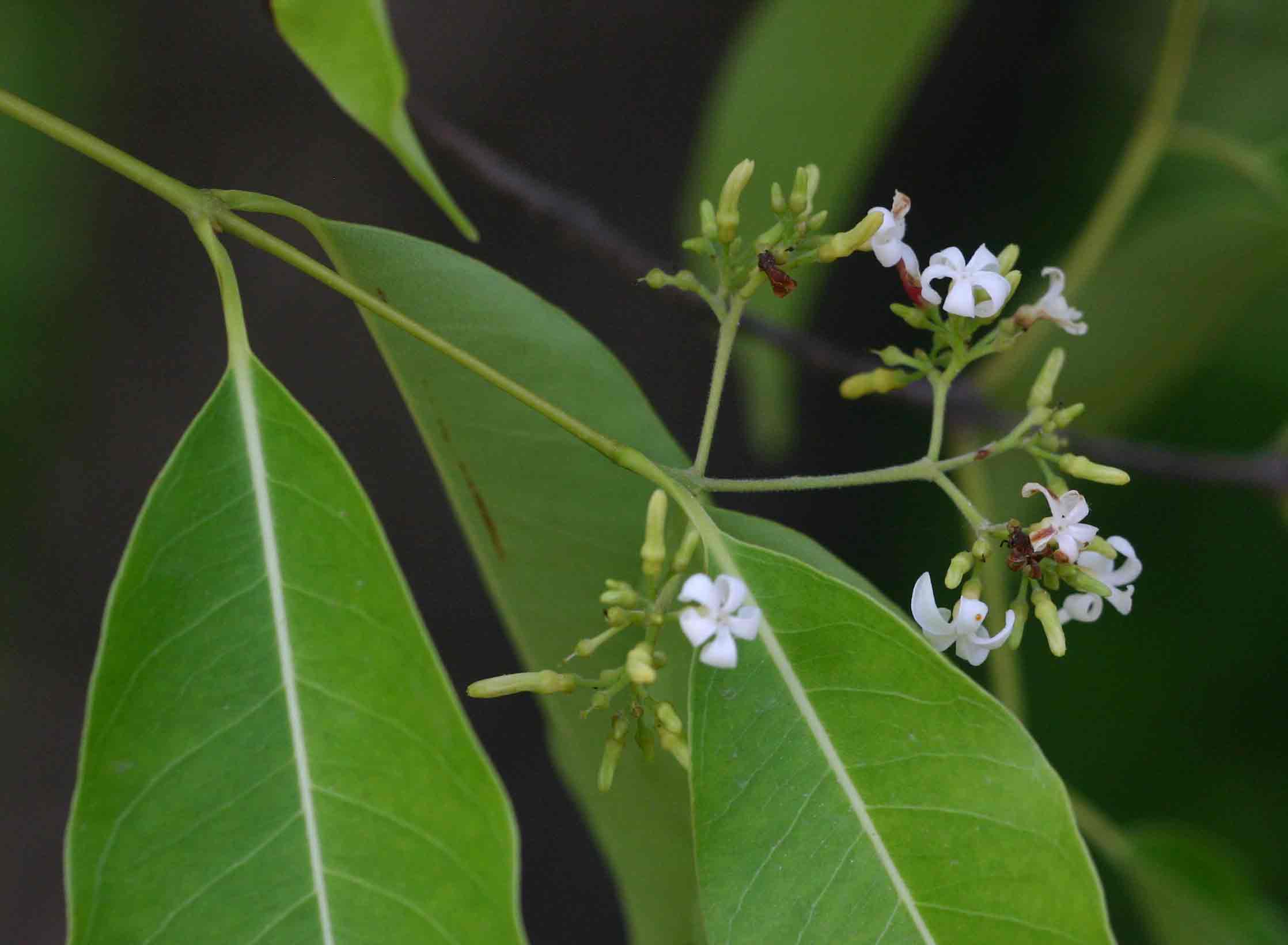 Diplorhynchus condylocarpon Diplorhynchus condylocarpon