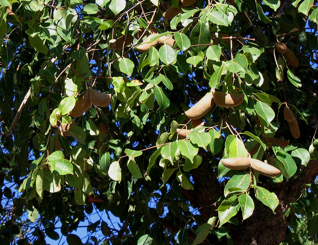 Diplorhynchus condylocarpon Diplorhynchus condylocarpon