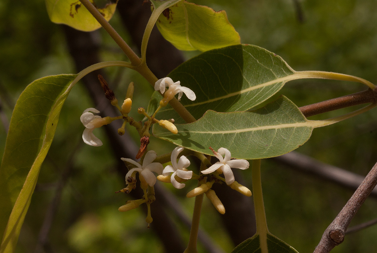 Diplorhynchus condylocarpon Diplorhynchus condylocarpon
