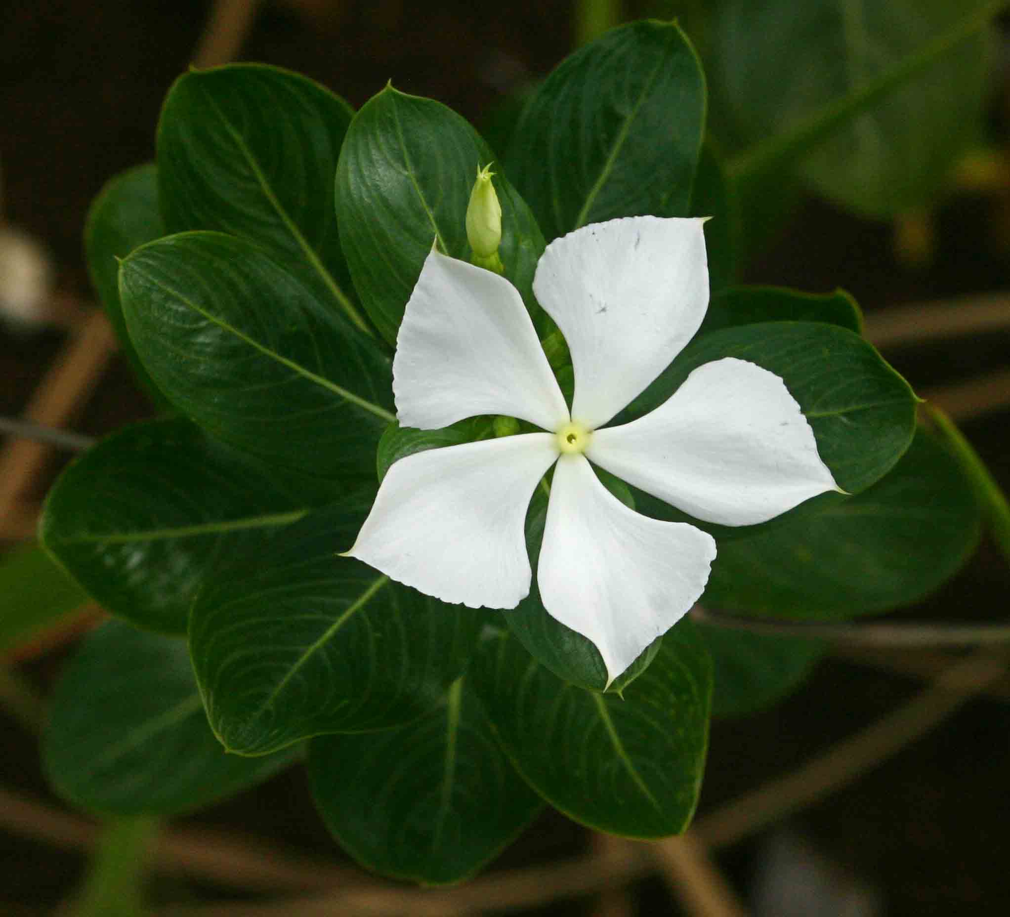 Catharanthus roseus Catharanthus roseus