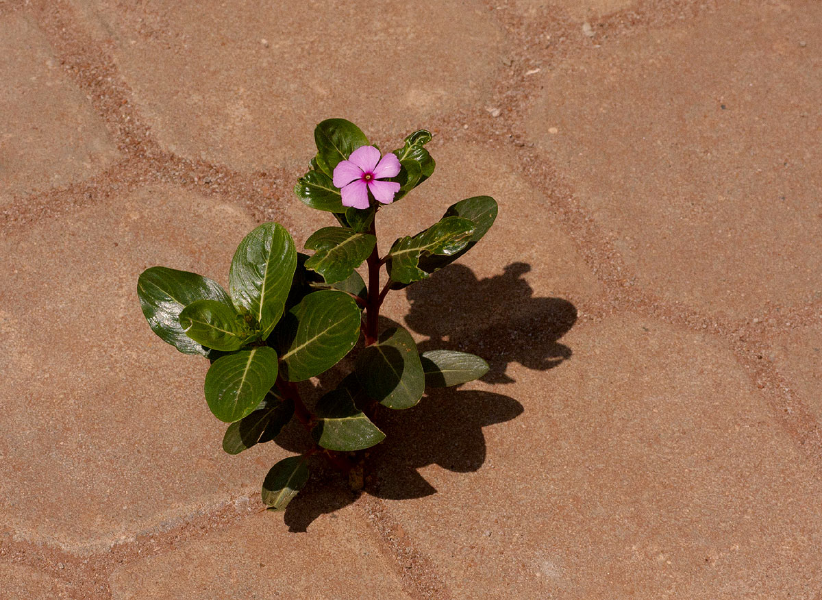 Catharanthus roseus Catharanthus roseus
