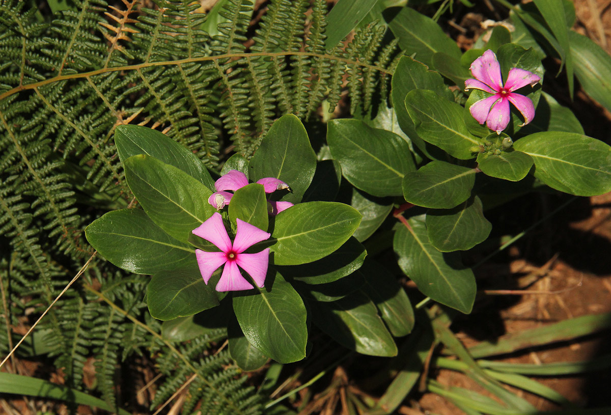 Catharanthus roseus Catharanthus roseus
