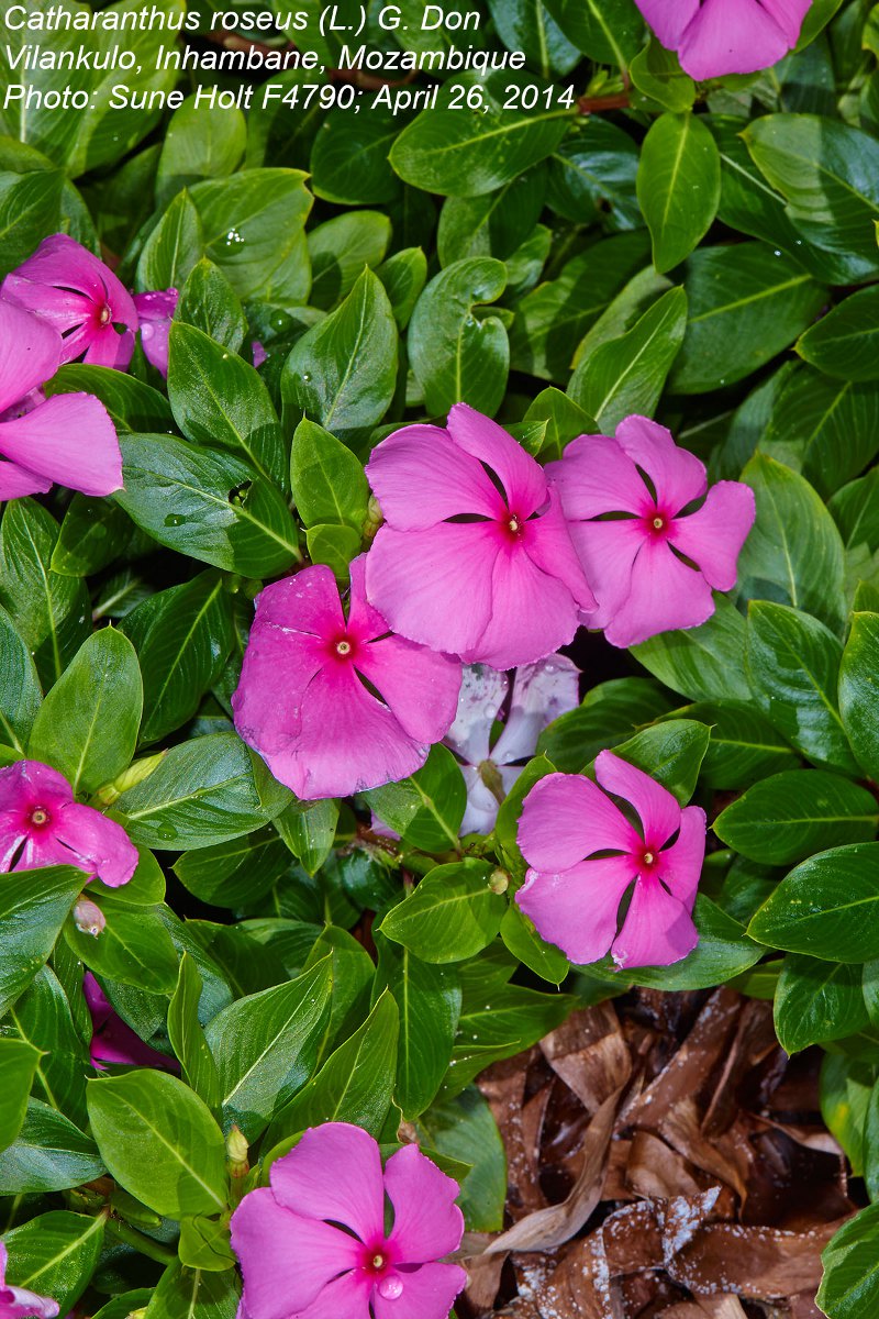 Catharanthus roseus Catharanthus roseus