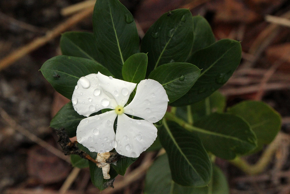 Catharanthus roseus Catharanthus roseus