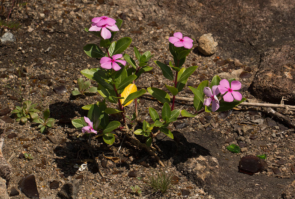 Catharanthus roseus Catharanthus roseus