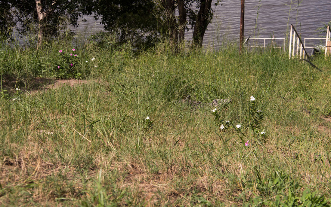 Catharanthus roseus Catharanthus roseus